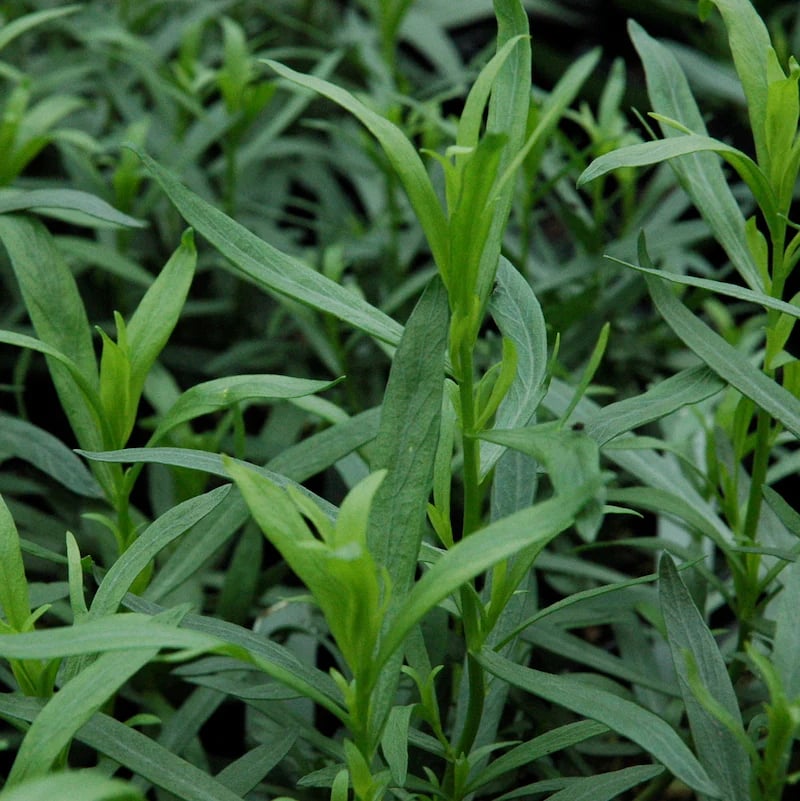 a bunch of dark green Tarragon herb leaves