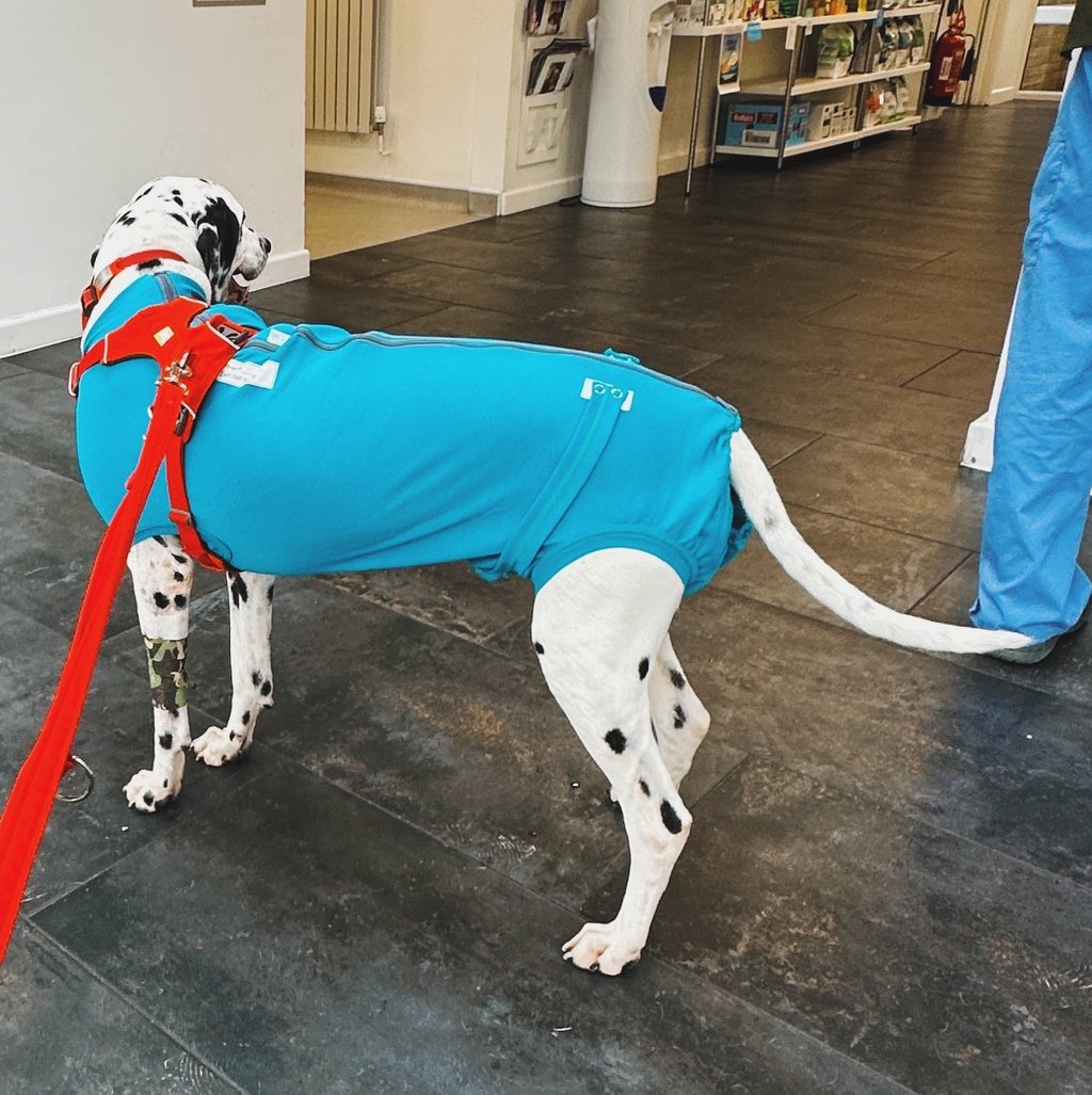 dalmatian in blue clothing