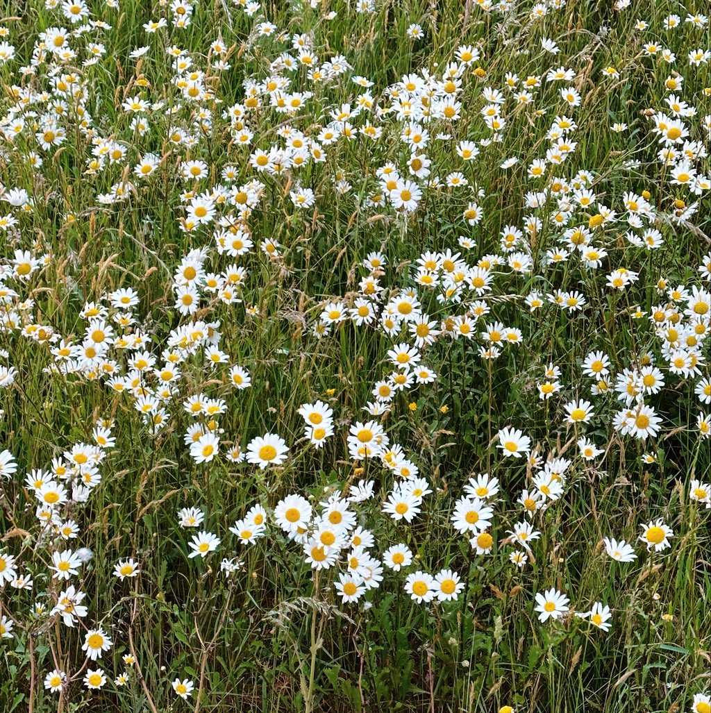 Garden of white wild flowers.