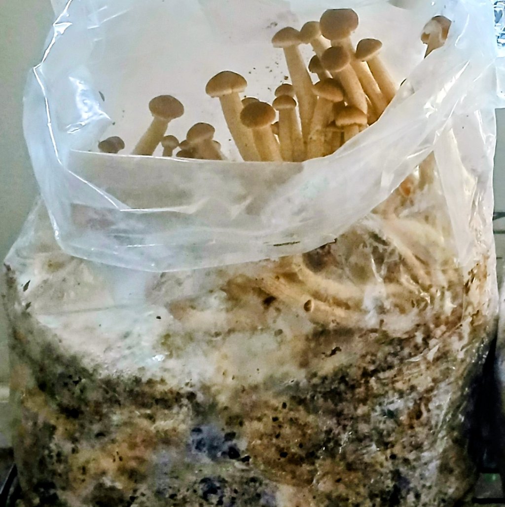 Piopino top fruiting out of grow bag