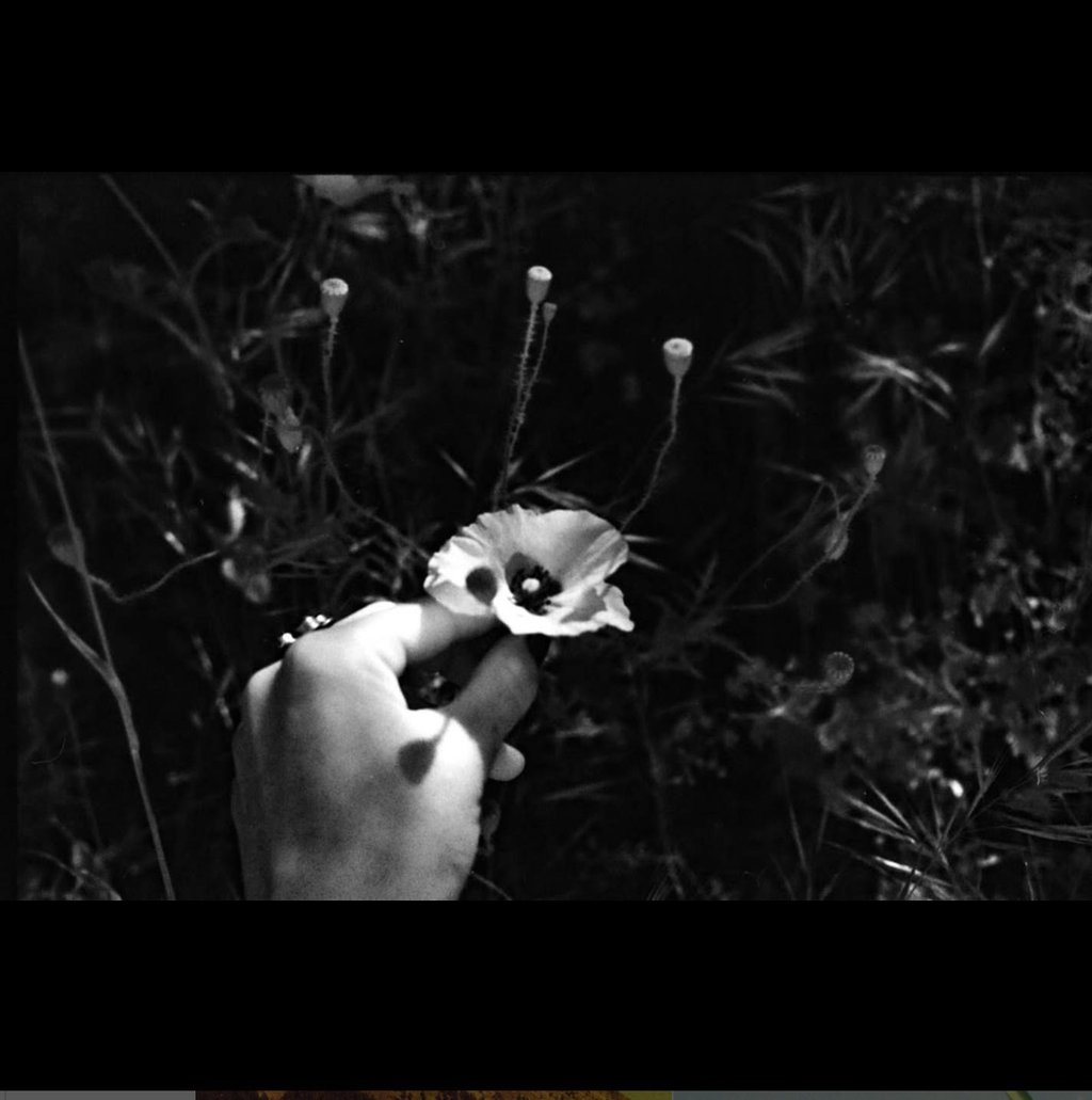 a delicate black and white image of a hand picking a beautiful flower