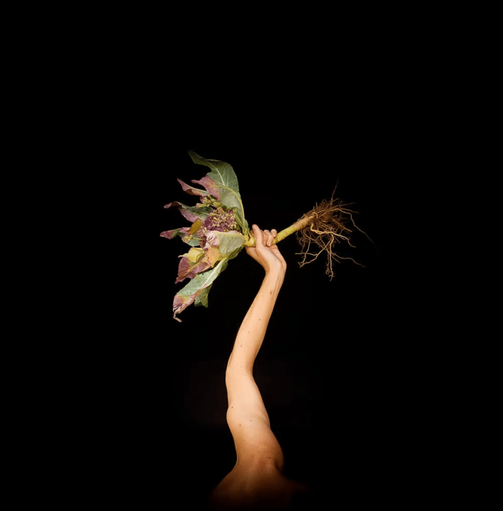 a person holding a flower in their hand