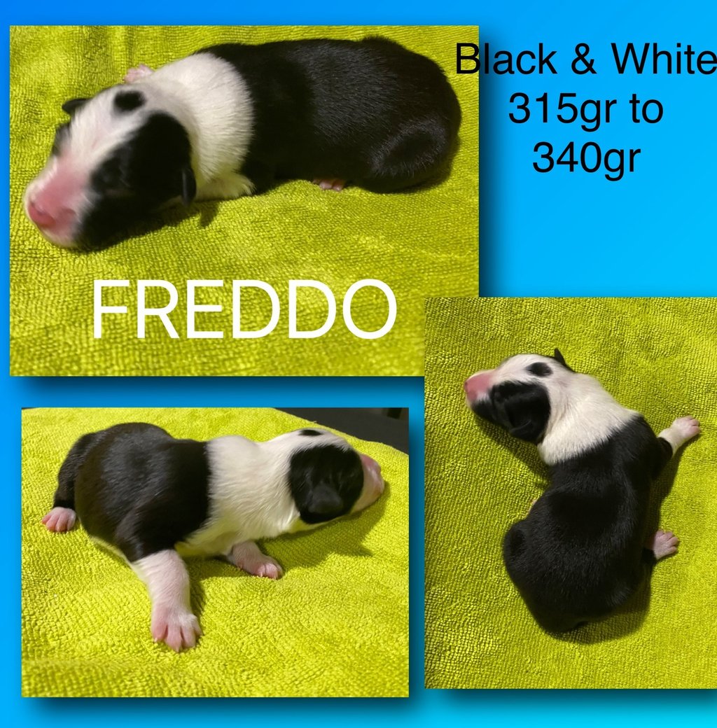 Black and White Border Collie 