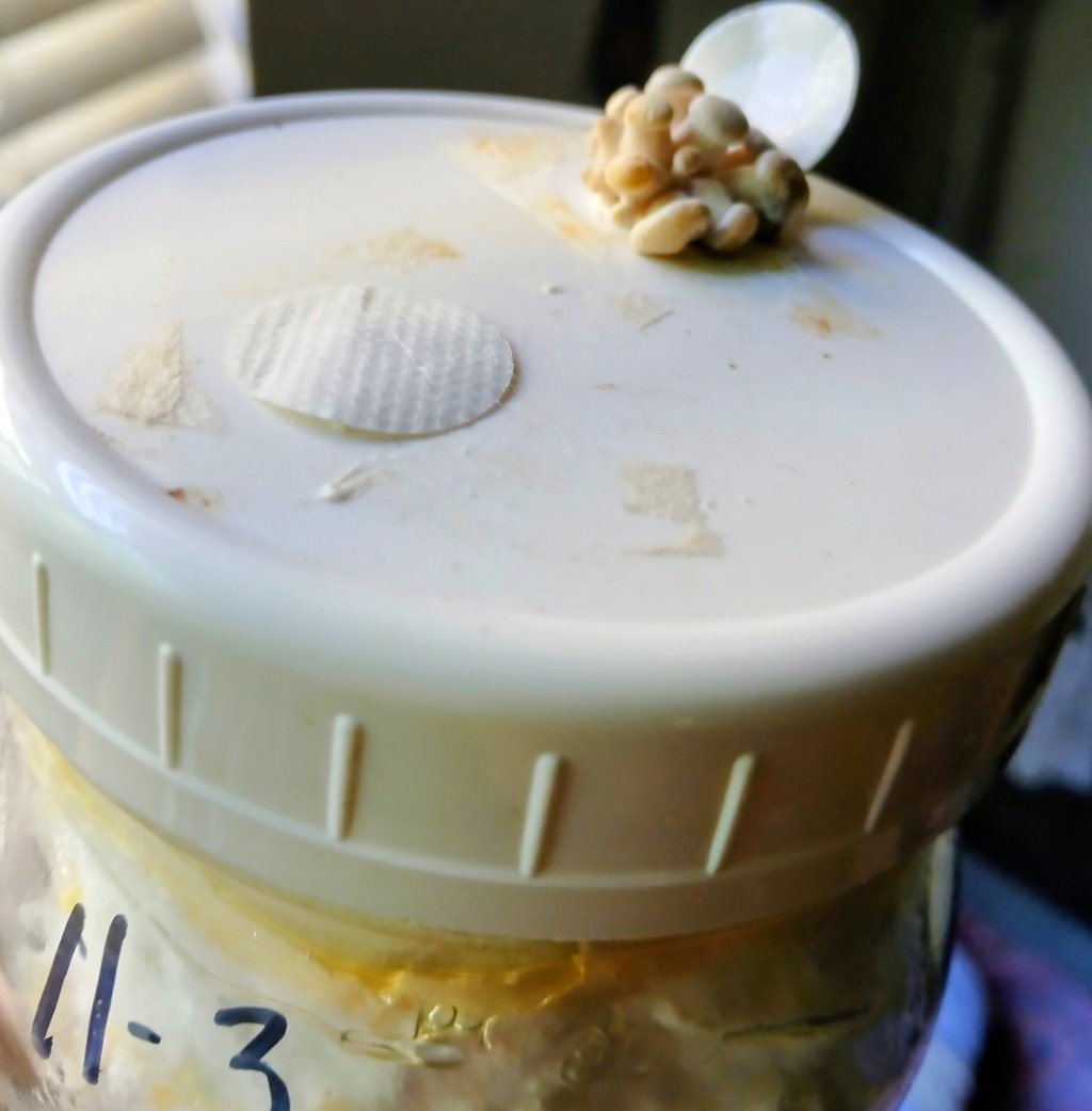 old grain spawn with oyster mushrooms starting to grow out filter patch