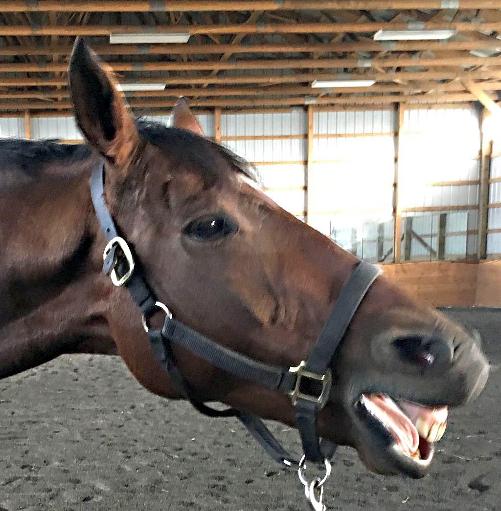 A relaxed horse named Jesse in the middle of a yawn during a bodywork session with Danna Antoine.