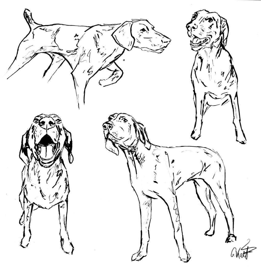Black and white ink sketches of a pointer dog in various active poses and expressions.