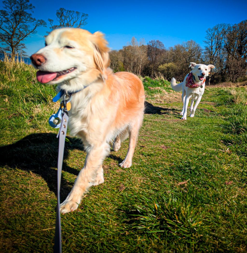 Winnie and Skye enjoying a sunny dog walk in Edinburgh