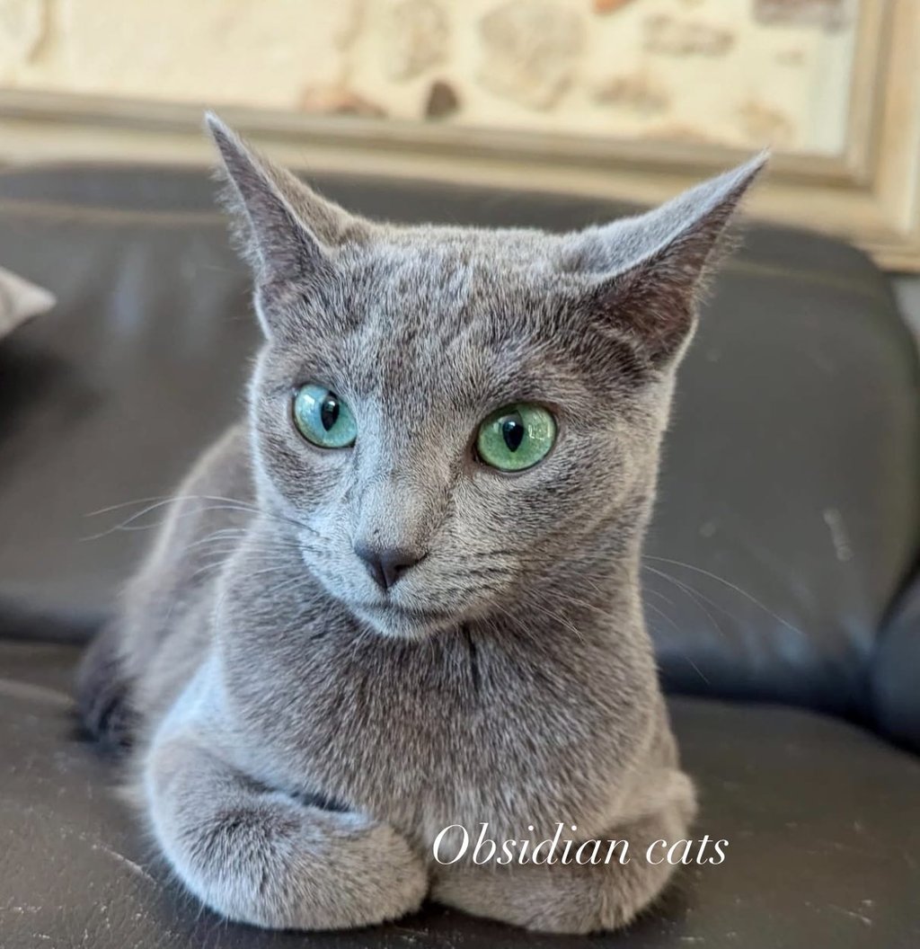 bleu russe chat - russian blue cat-obsidian-cats-france