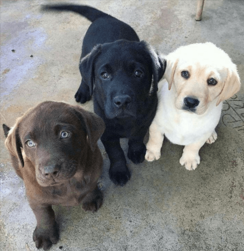 black, yellow and chocolate lab puppies