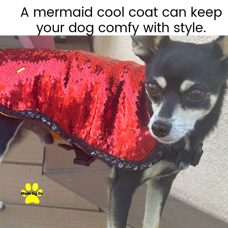 Small black dog wearing a red mermaid sequin cooling coat for sun protection and style.