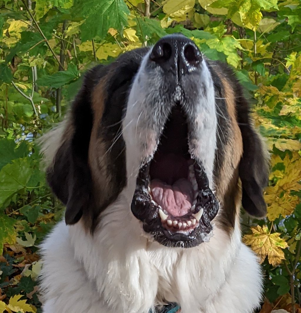 Hundemaul offen