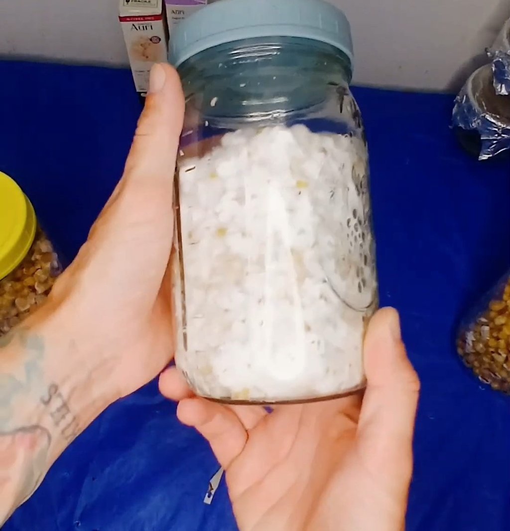 Fully colonized white mycelium grain jar ready for mushroom substrate inoculation