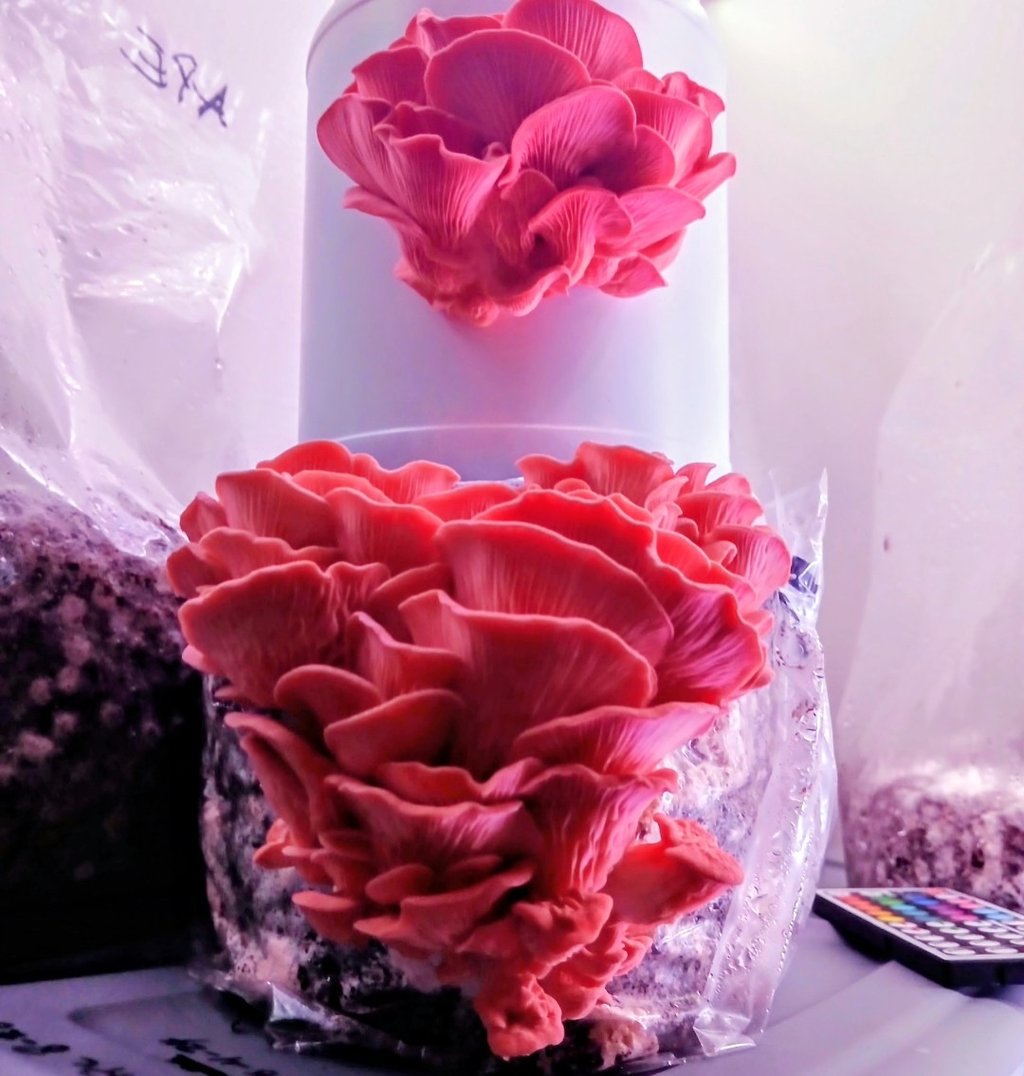 2 block of pink oyster fruiting ontop of each other