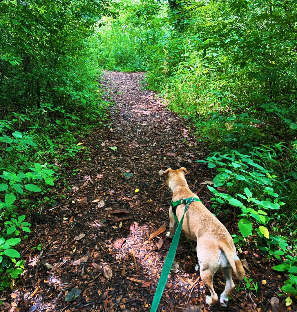 a dog is walking on a path in the woods