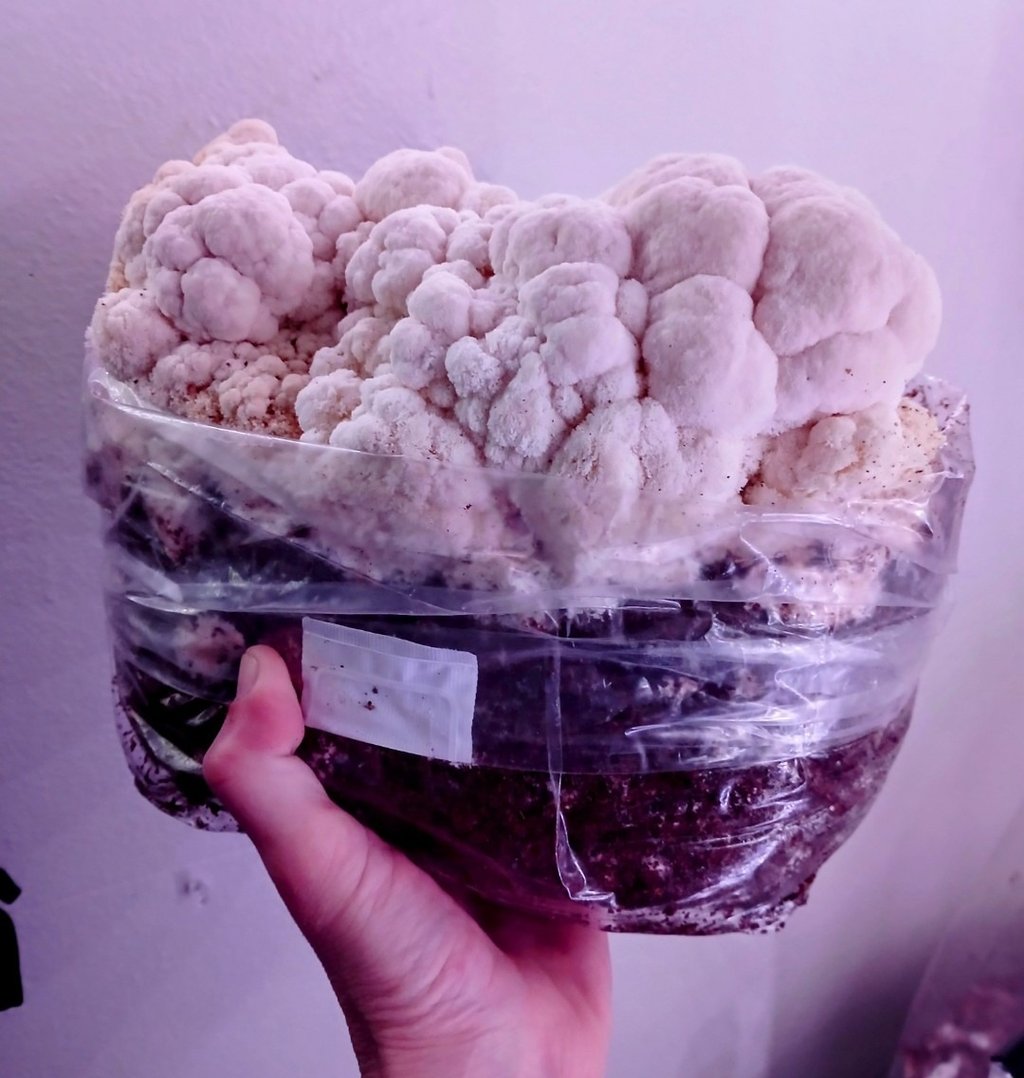 lions mane growing from a fruiting block