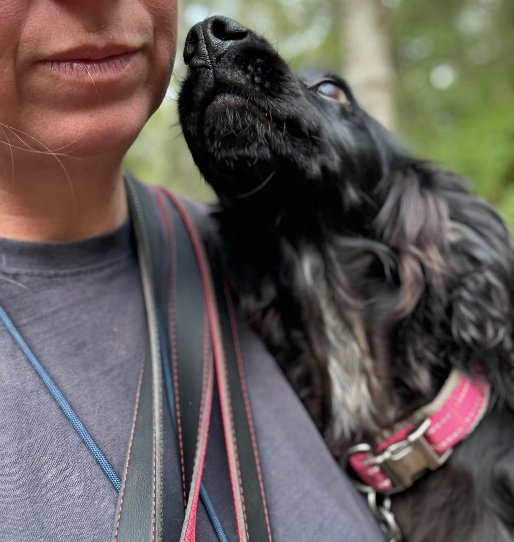 A black Cocker Spaniel dog nuzzles a woman's chin while wearing a pink collar and leash.