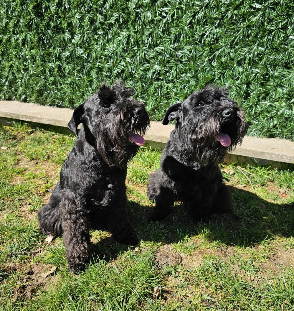 Les artistes Schnauzers