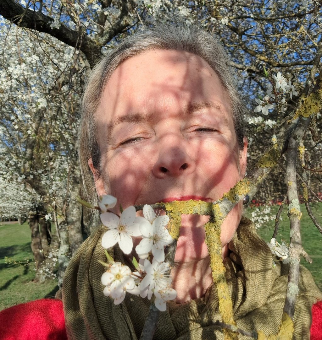 blooming cherry plum