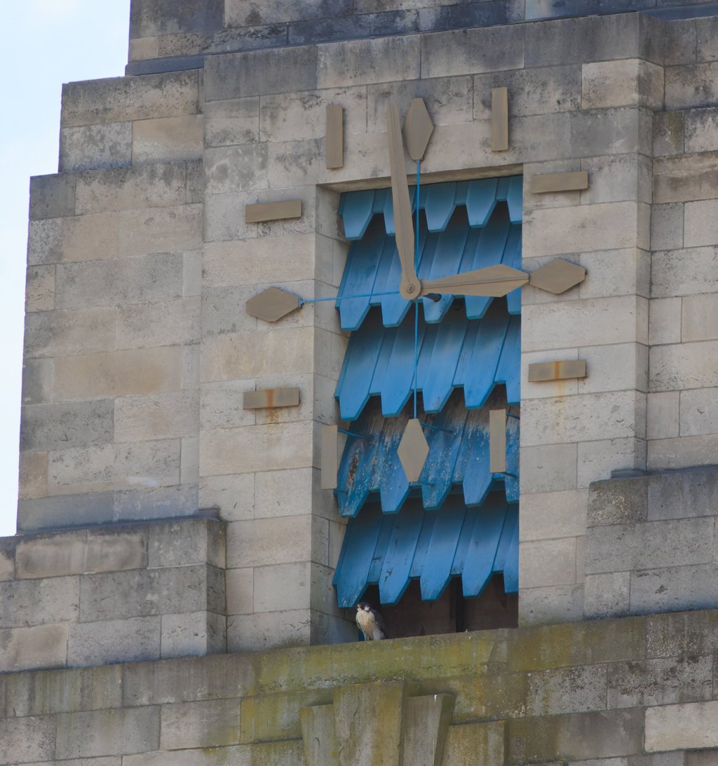 A Peregrine falcon sits on a clocktower ledge.