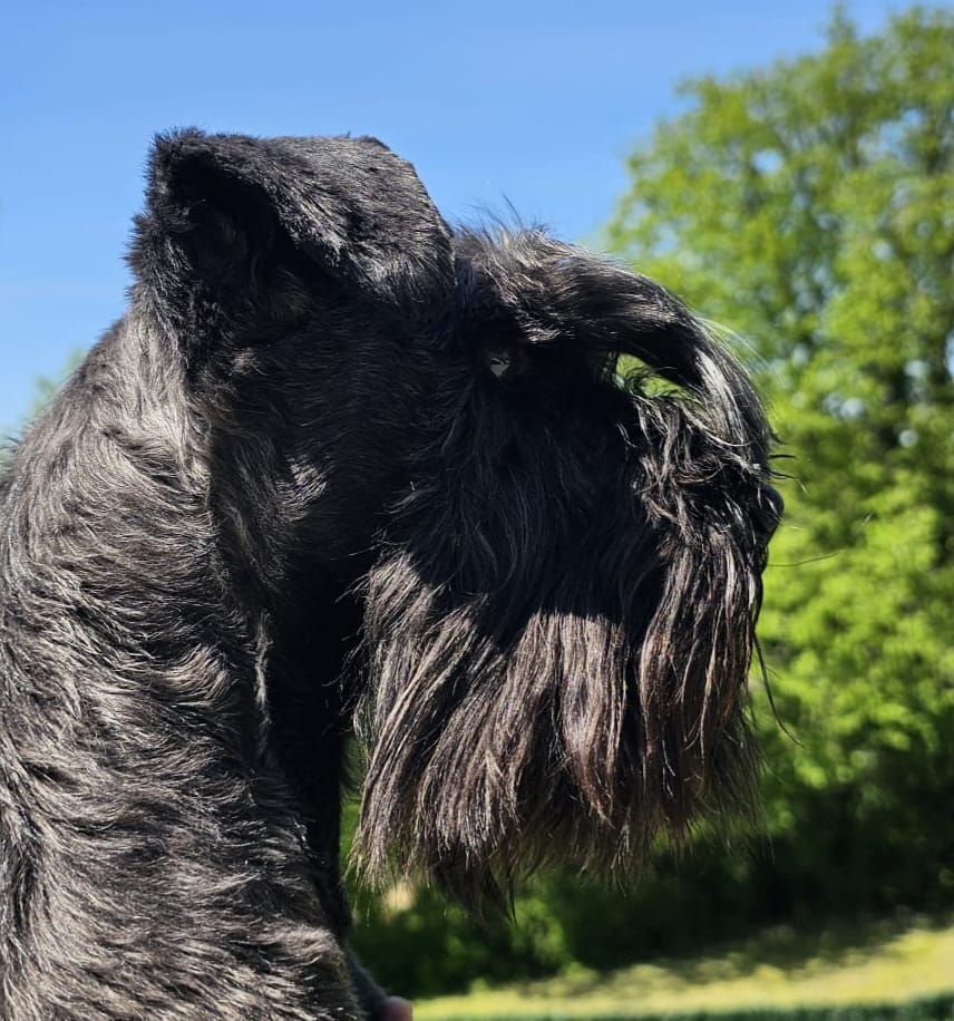 Tara, femelle Schnauzer miniature