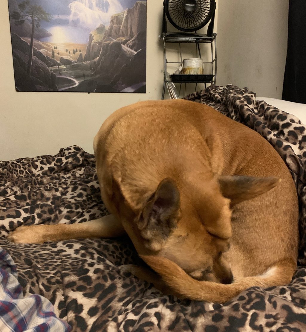 Brown dog licking tail