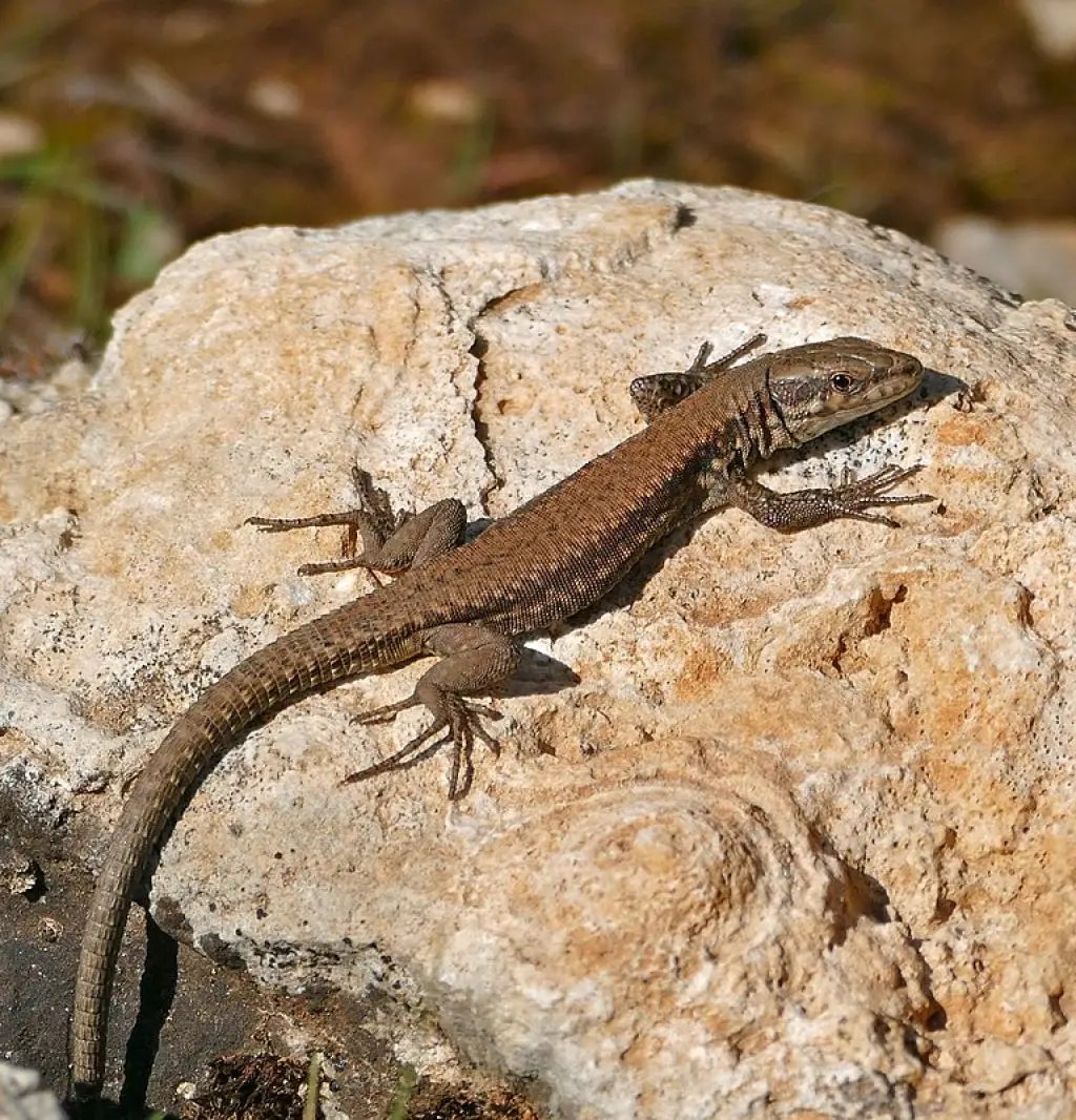 Common wall lizard