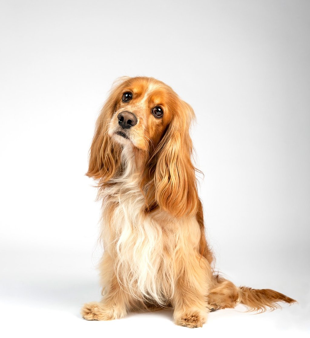 Foto de mascota perro en Bogota llamado Bailey