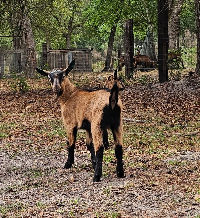 Oberhasli buck kid standing facing away looking back