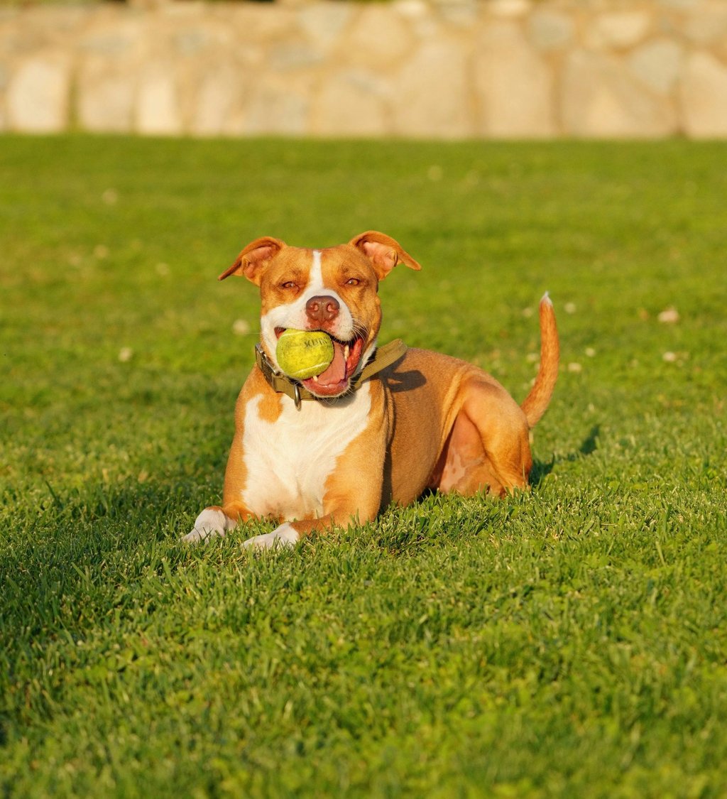 Chien heureux dans un jardin propre – service de ramassage canin LVSC