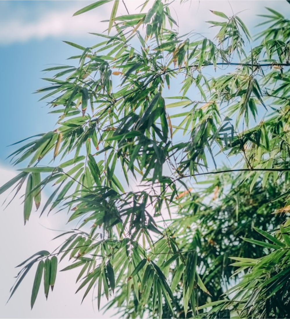 a Chinese Dwarf Bamboo ornamental plant 
