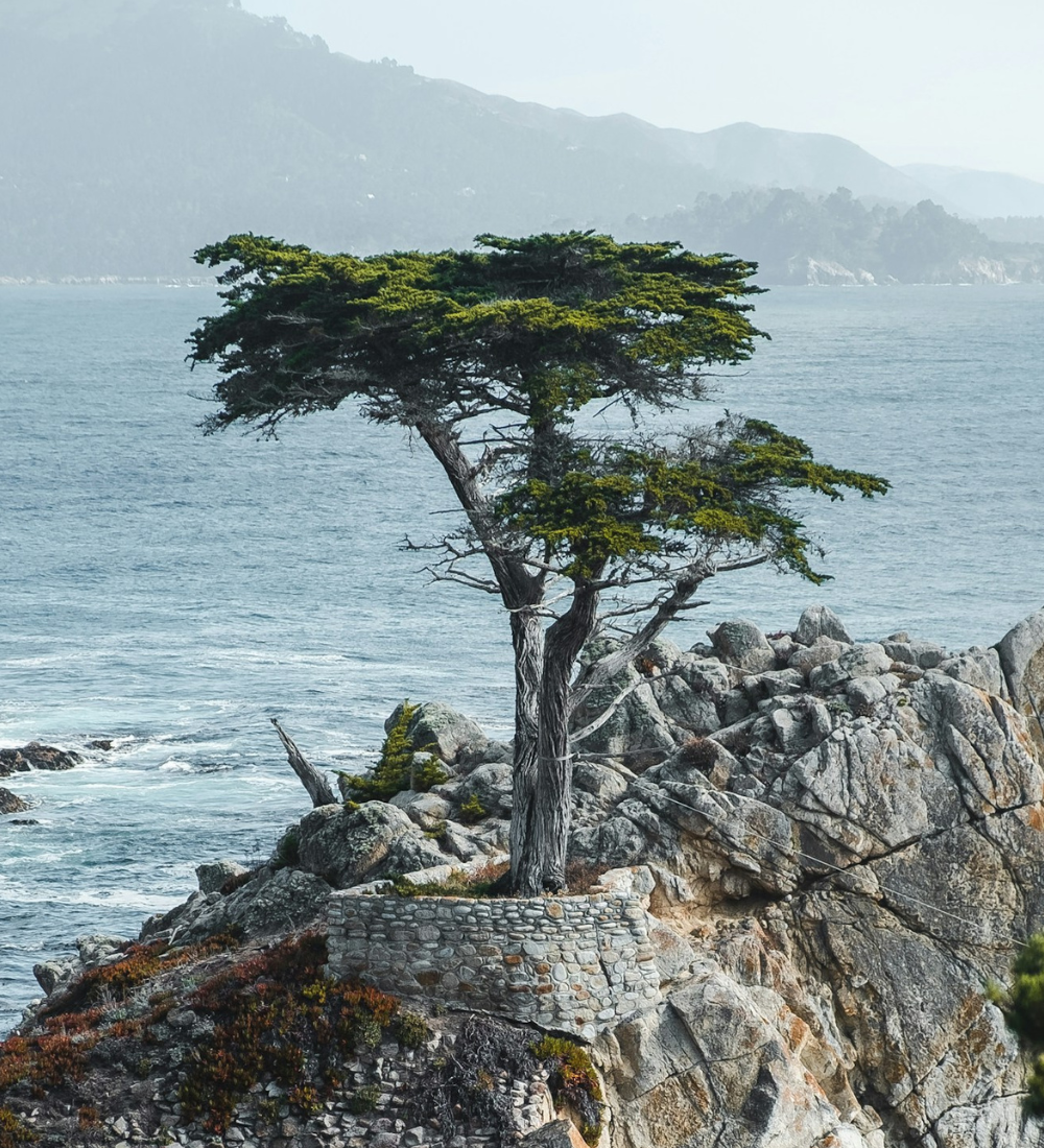a Montery Cypress tree on a coast