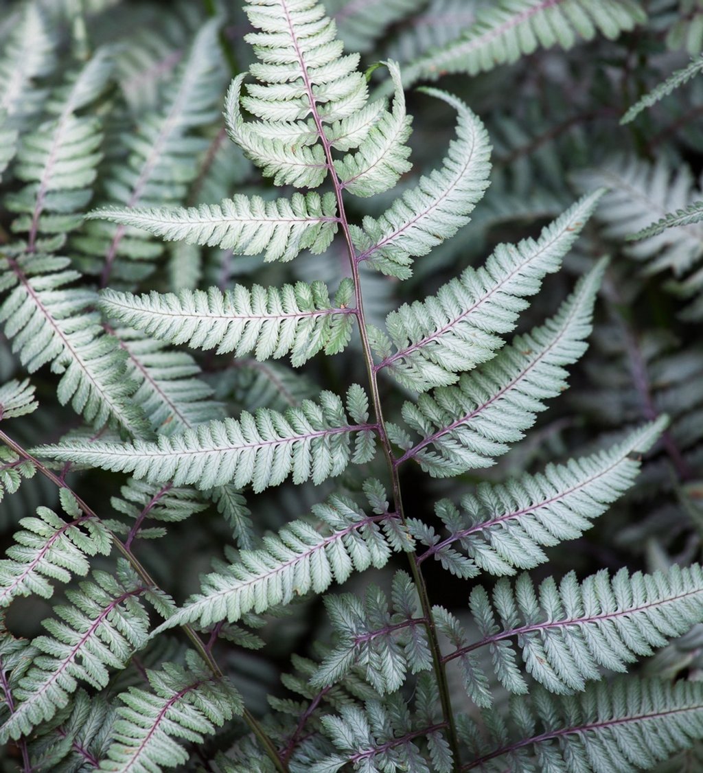 Paparčiai metalinio ir raudono atspalvio