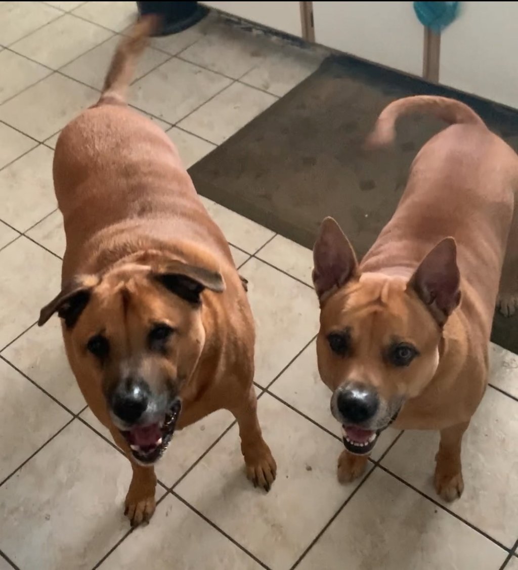 Two large tan mixed breed dogs standing on a tiled kitchen floor looking up expectantly.