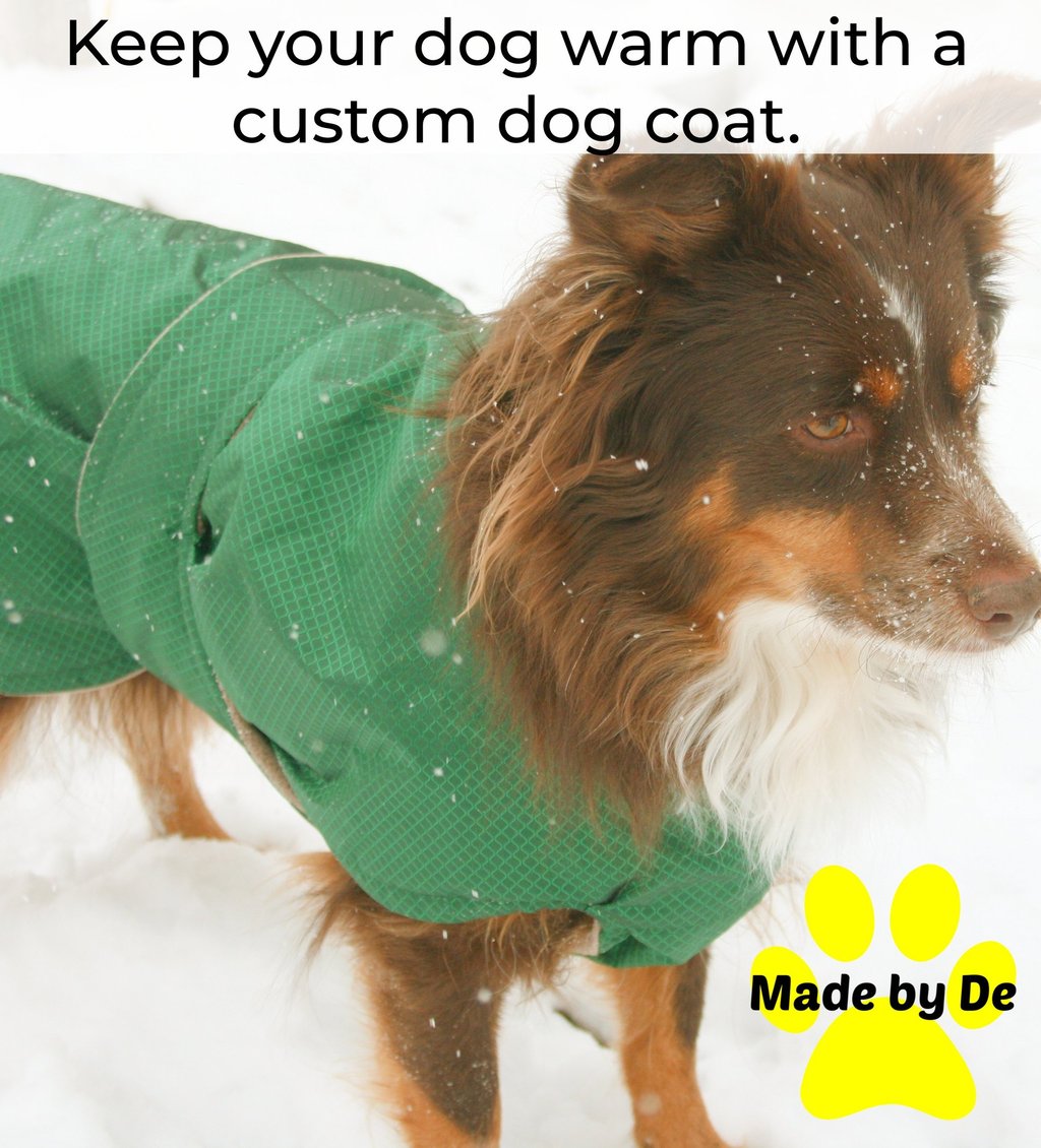 Australian Shepherd wearing a custom green dog coat in the snow for winter warmth.