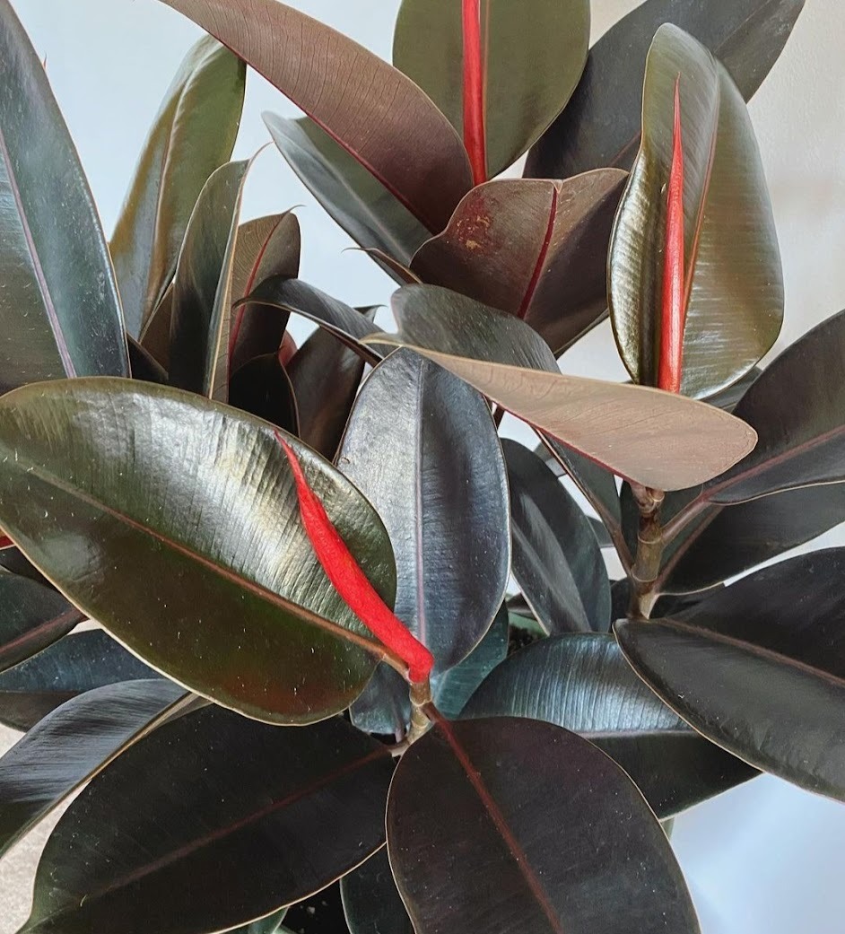 a Rubber Tree with dark leaves