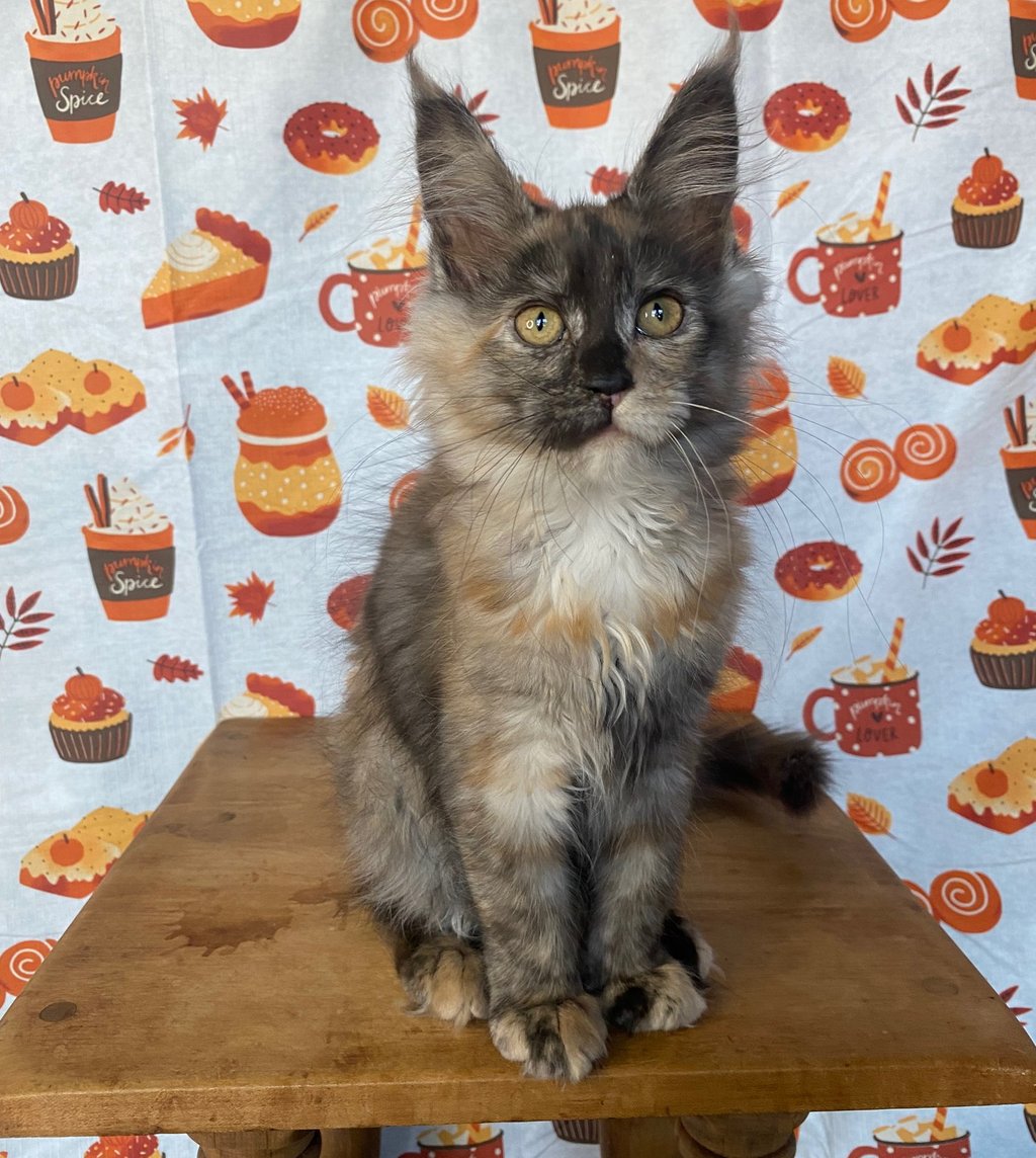 Maine Coon kitten for sale