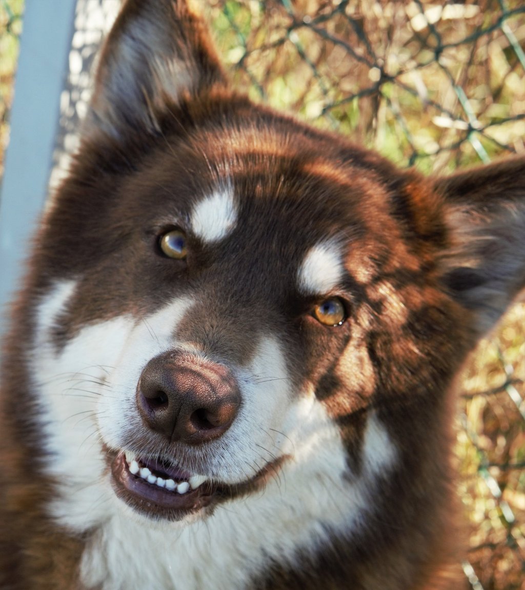 alaskan malamute mogano bianco, mohogany