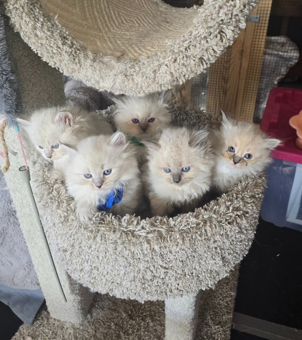 Texas Siberian kittens