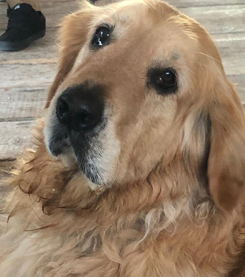 Sunny Golden Retriever