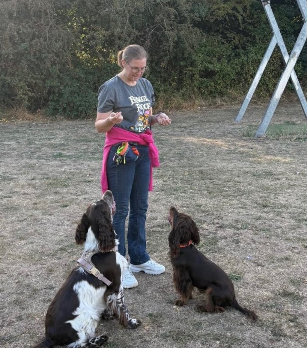 Dog training session outdoors in Stourbridge showing dogs focusing despite distractions