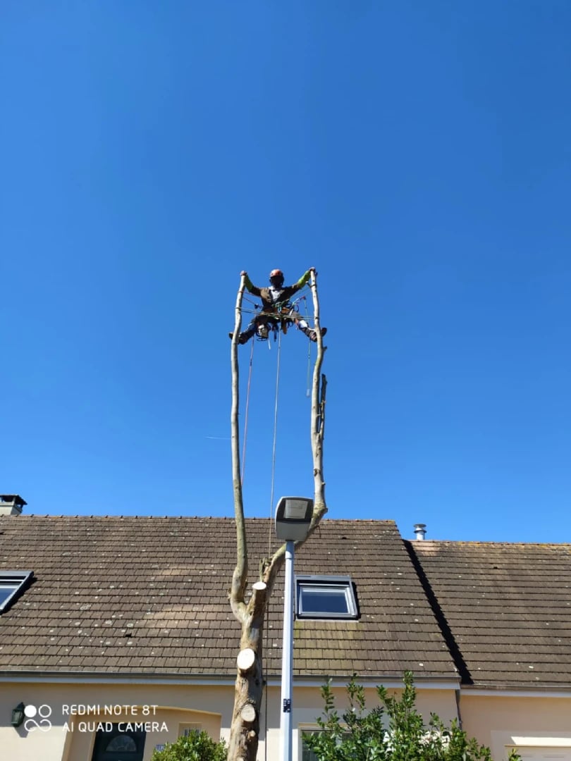 élagueur en équilibre dans un arbres