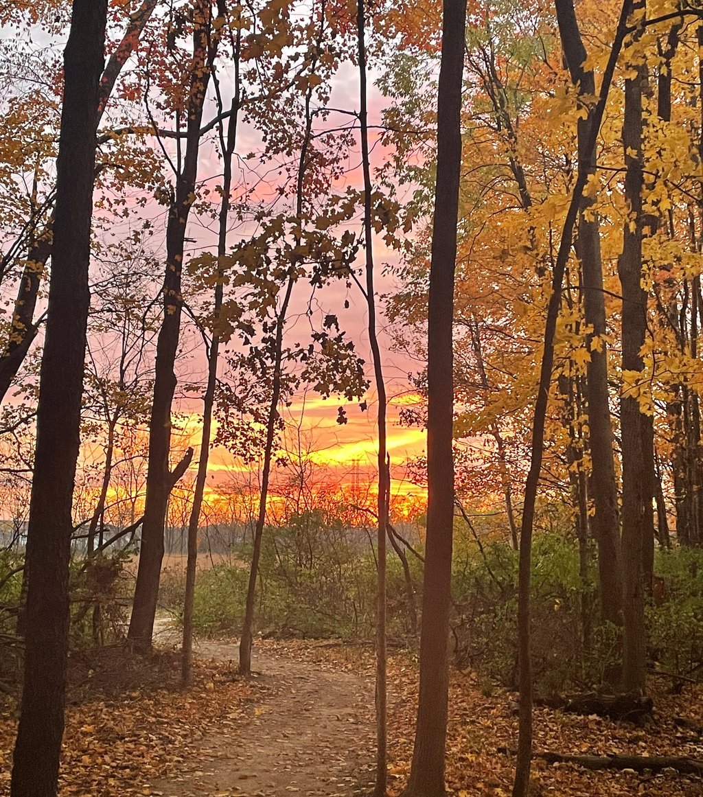 a path leading to a path through a forest