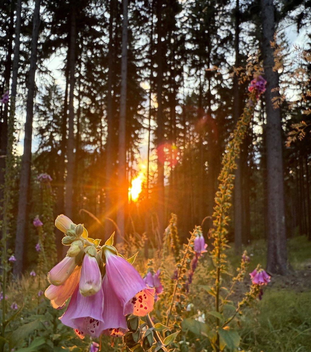 a flower on a field with a sun setting in the background
