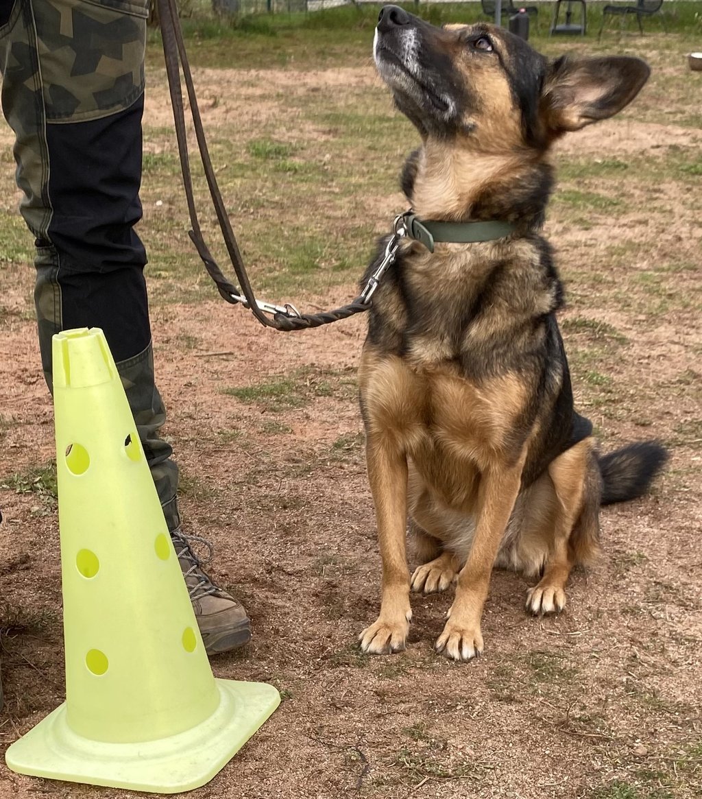 Hund beim Einzeltraining im Kreis Düren