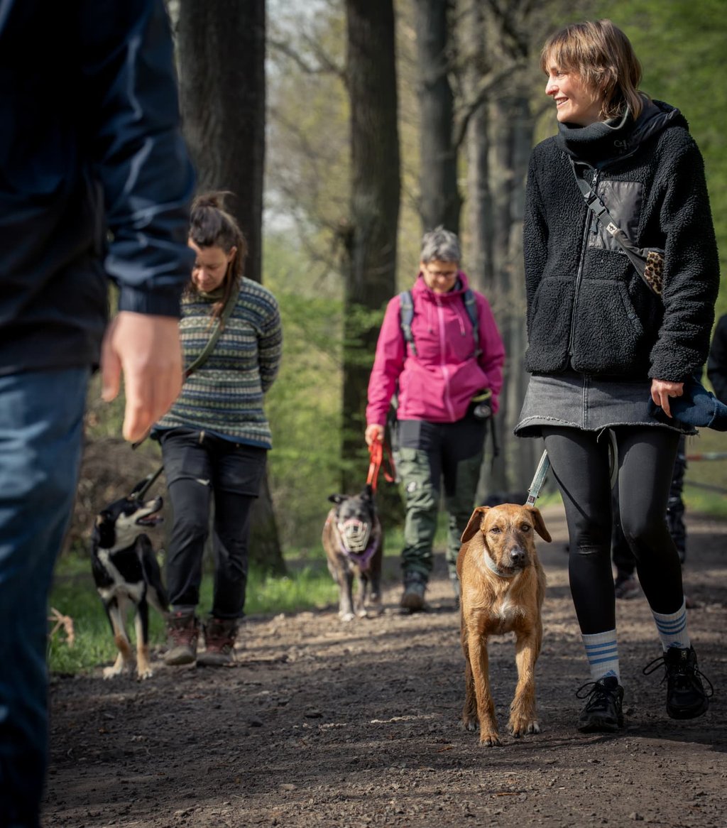 Ein Trainingsspziergang mit 3 Hunden im Süden von Leipzig