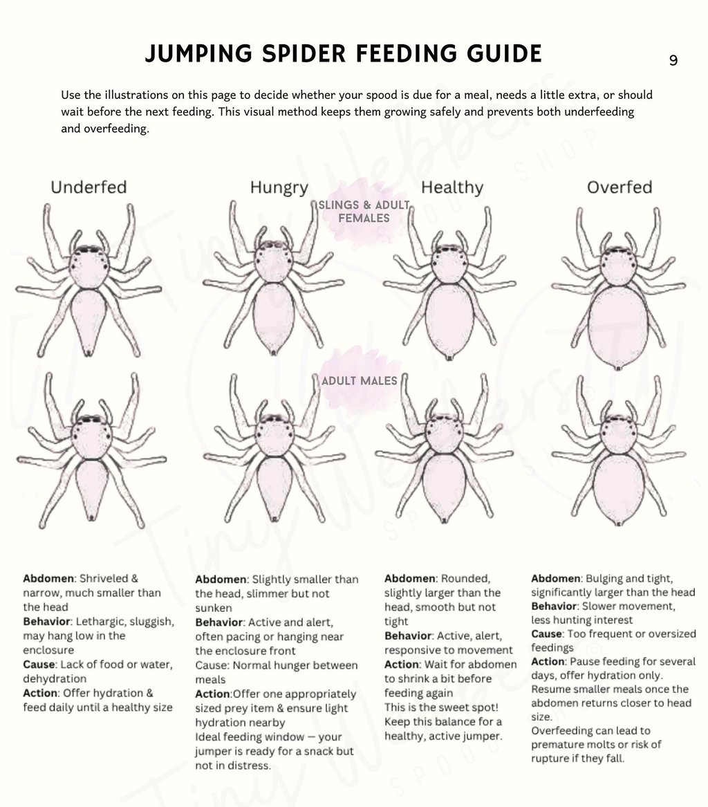Feeding guide