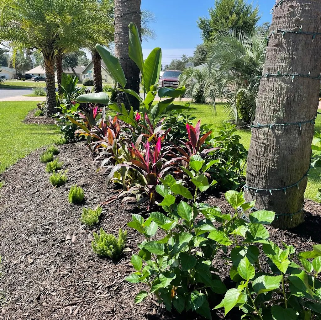 Tropical front yard landscaping featuring palm trees, dark mulch, and vibrant Ti plants in a garden bed.