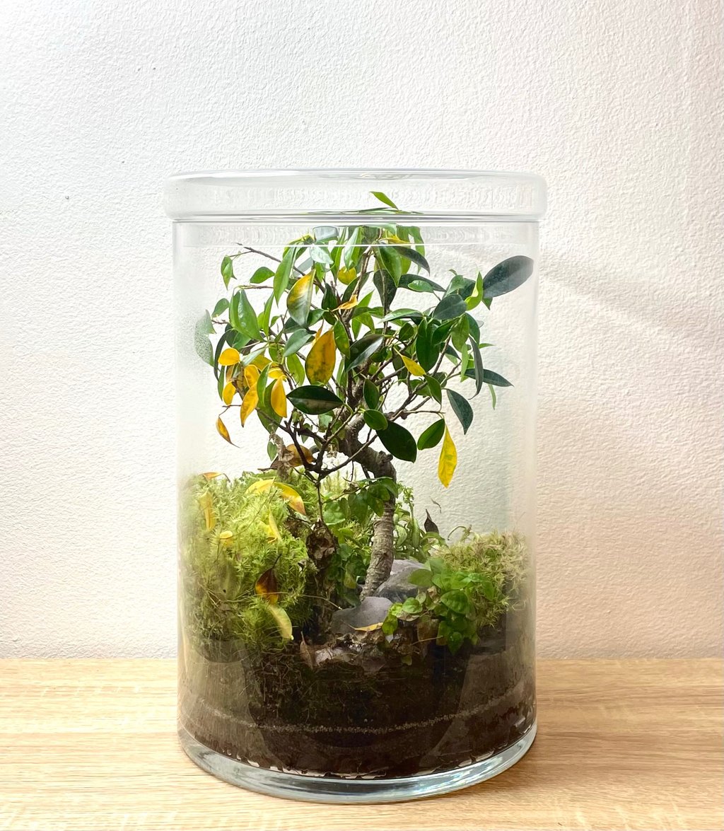 Terrarium avant le service entretien de Bocal terrarium