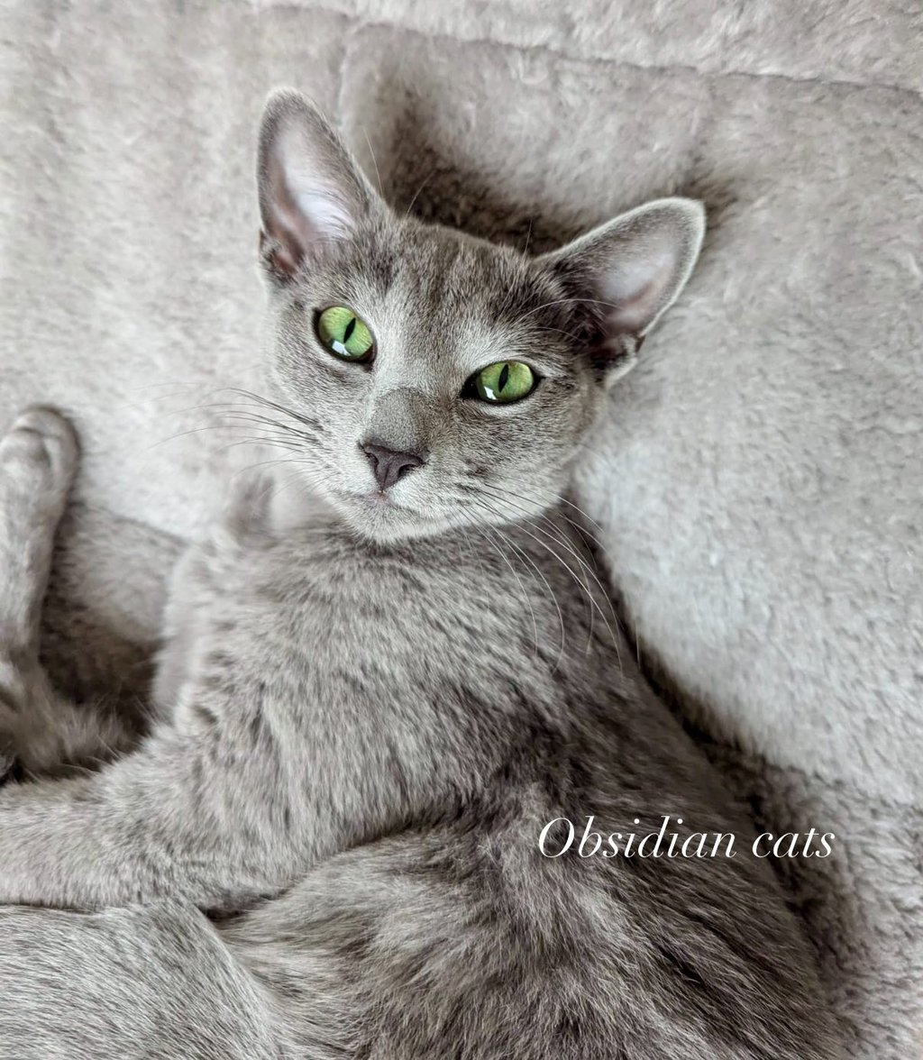 bleu russe chat - russian blue cat-obsidian-cats-france