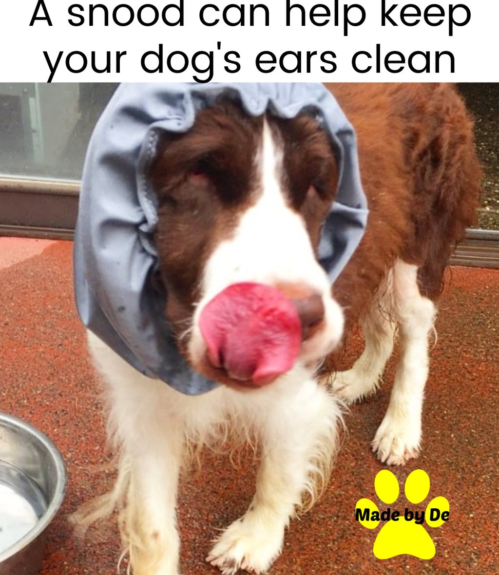 A brown and white spaniel dog wearing a blue snood to keep its long ears clean while eating.